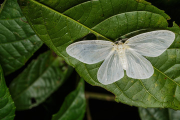 Genusa  simplex moth