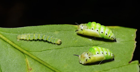 Caterpillar and pupa of Genusa  simplex moth