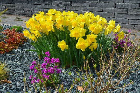 Narzissen blühen im Frühlingsgarten vor Steinmauer