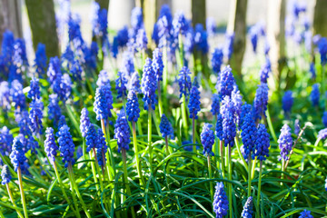 Blue grape hyacinths blooming in the garden under the sunlight