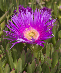 Fiore viola nella vegetazione