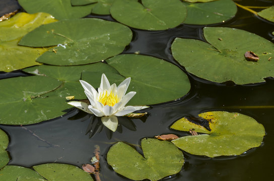 Lotus Blossom in Green Pond