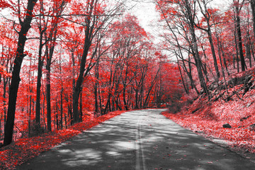 Highway Through Red Forest in Black and White Landscape © deberarr