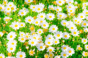 Kamille und Bienen
