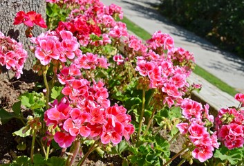 Obraz premium Geranien / Pelargonien am Wegesrand