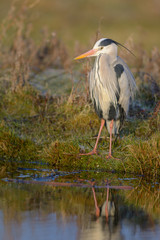 Grey Heron (Ardea cinerea) fishing at a pond.