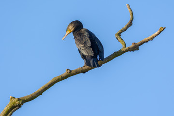 Black Cormorant (Phalacrocorax carbo) perching on a branch.