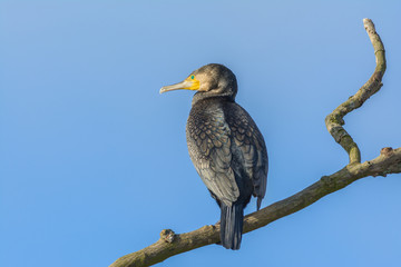 Black Cormorant (Phalacrocorax carbo) perching on a branch.