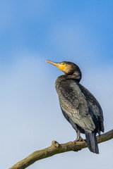 Black Cormorant (Phalacrocorax carbo) perching on a branch.