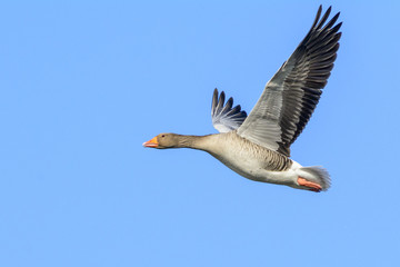 Fototapeta na wymiar Graylag Goose (Anser anser) in flight with a blue sky.