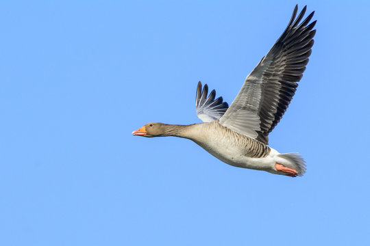 Graylag Goose (Anser anser) in flight with a blue sky.
