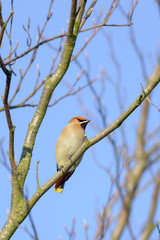 Bohemian waxwing (Bombycilla garrulus) perching in a tree.
