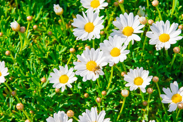Kamille und Bienen