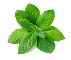 Mint leaf © margo555