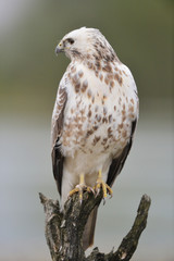 Common blonde buzzard