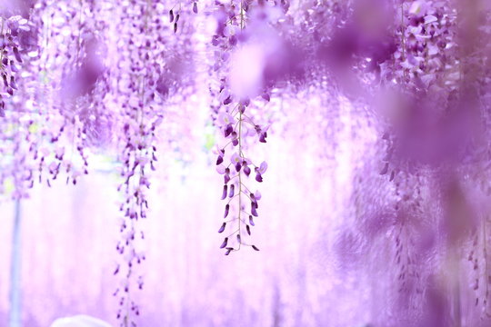 藤の花 の画像 106 732 件の Stock 写真 ベクターおよびビデオ Adobe Stock