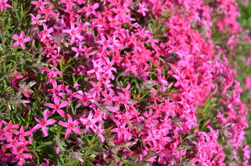 Fototapeta premium Polster - Phlox