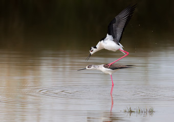 Cavaliere d'italia (Himantopus himantopus)