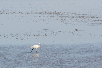 Spoonbill in Dutch wadden sea