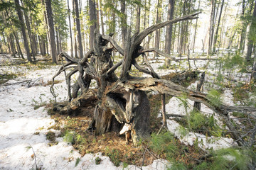 The root of an old fallen tree.
