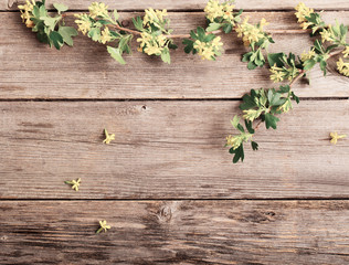 spring branch on wooden background