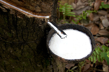 Rubber Latex  of rubber trees.