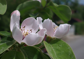 Apple flower