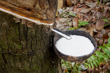 Rubber Latex  of rubber trees.