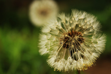 dandelion