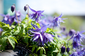 outdoor flowers in pot © Happy Moments 