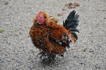 brown hen