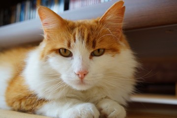 Nahaufnahme Katzenkopf