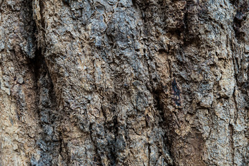tree bark in the background