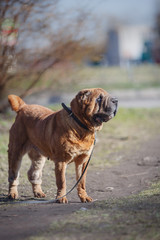 Mixed breed dog in nature