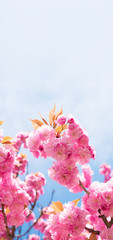 Fototapeta na wymiar Sakura pink flower on spring sky background