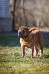 Fototapeta premium Mixed breed dog in nature