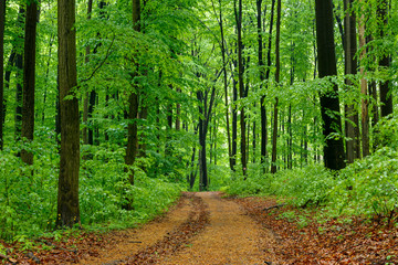 Green forest with pathway