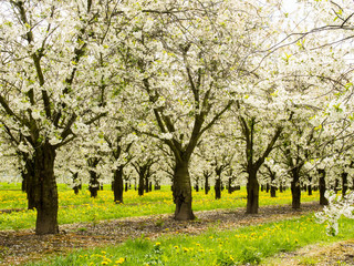Naklejka premium Blossoms in Limburg, Belgium, on the blossoms bike trail