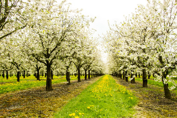 Blossoms in Limburg, Belgium, on the blossoms bike trail