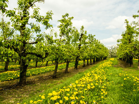Blossoms in Limburg, Belgium, on the blossoms bike trail