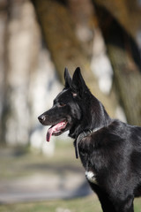 Mixed breed dog in nature