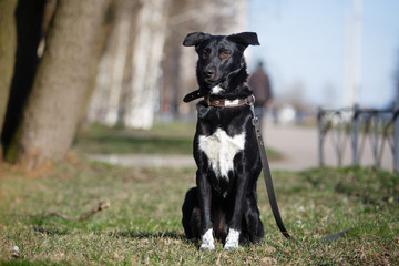 Mixed breed dog in nature