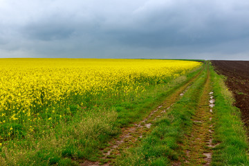 Dirt road and canola fields