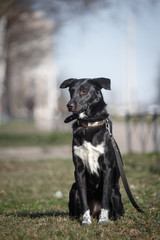 Mixed breed dog in nature