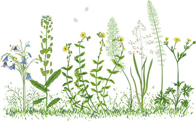 Wild flowers isolated on a white background © milovelen