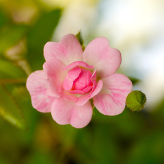Fototapeta na wymiar Fairy Rose or Pygmy Rose
