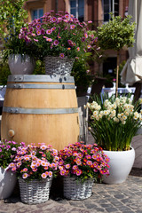 outdoor flowers in pot © Happy Moments 