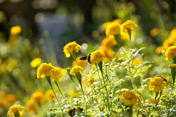 Obraz premium Marigold flower impact sunlight.