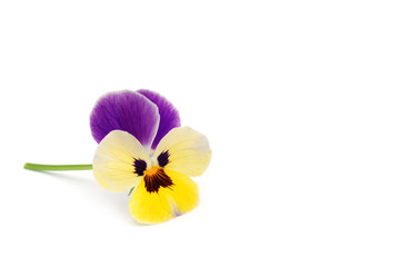 Stiefm&uuml;tterchen