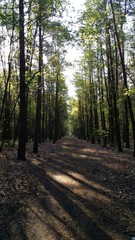 Fototapeta premium Droga leśna